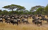 TANZANIA - Serengeti National Park - Migrazione Gnu - 10